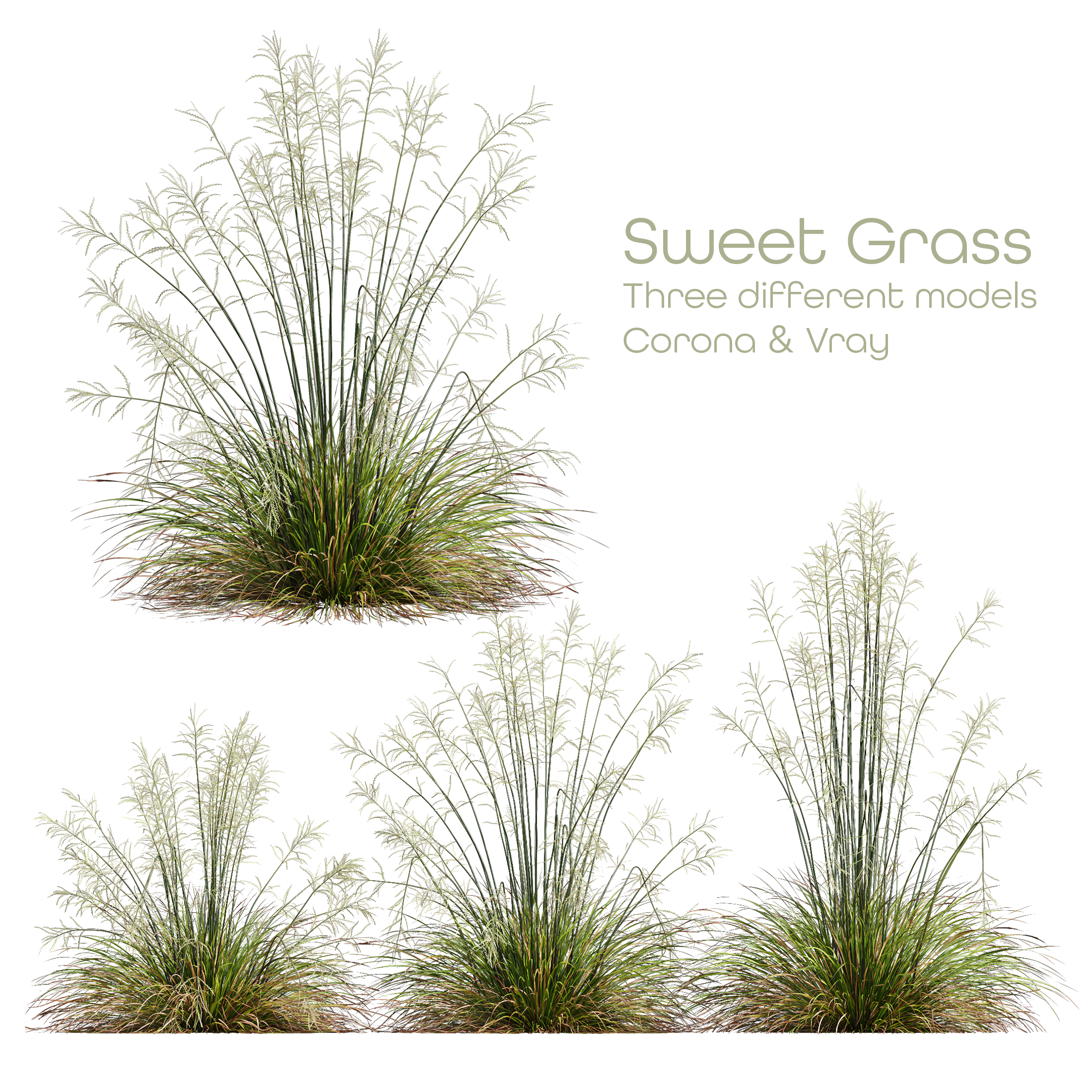 HQ Plants Stipa arundinacea Sweet Grass